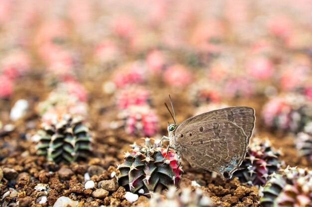 Beautiful butterfly on cactus