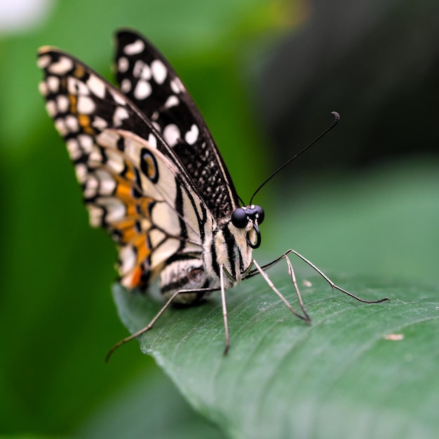 Beautiful butterfly closeup