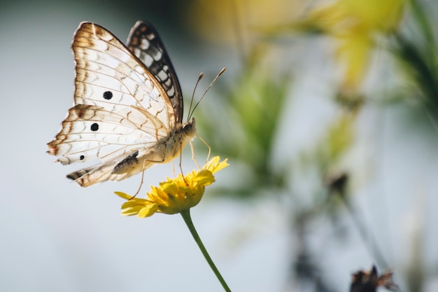 Beautiful butterfly on dandelion