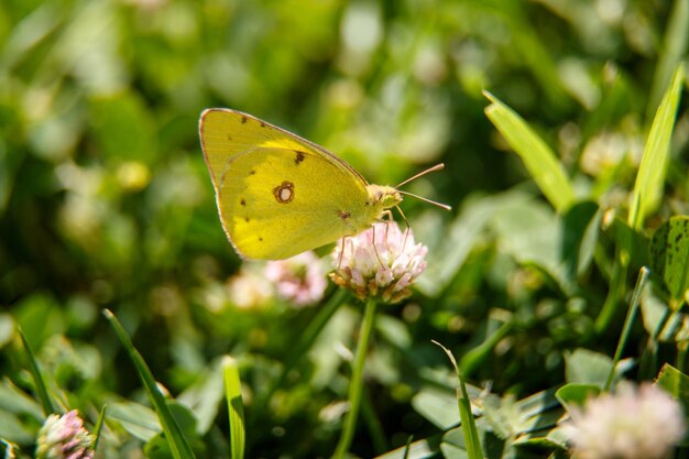 A beautiful butterfly drinks nectar from a pink flower on a Sunny day macrophotography selective focus with a small grip