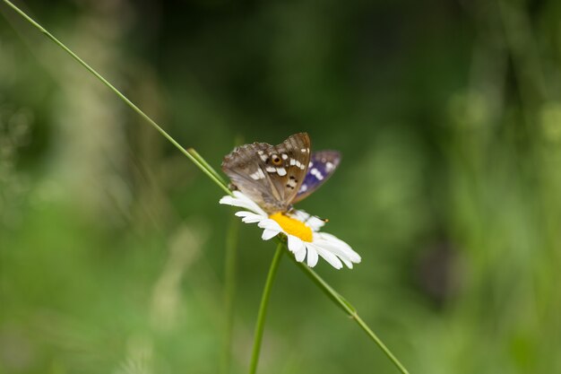 Beautiful butterfly on a flower chamomile