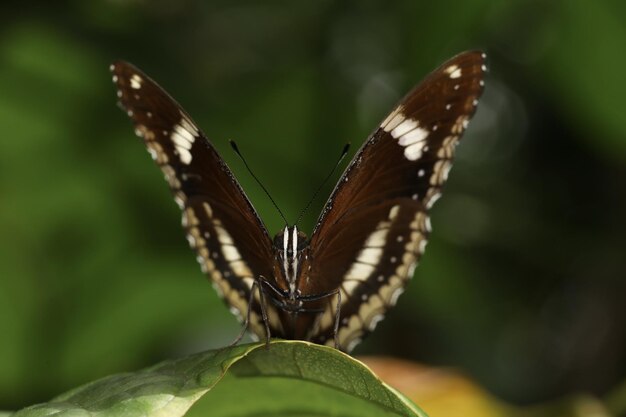 Photo the beautiful butterfly on flower is show beauty wing in nature garden