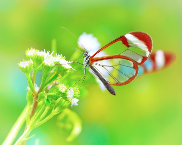 Photo beautiful butterfly on flower