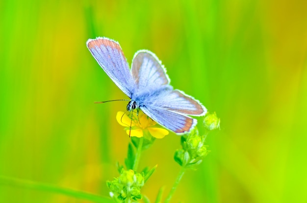 Beautiful butterfly on a flower