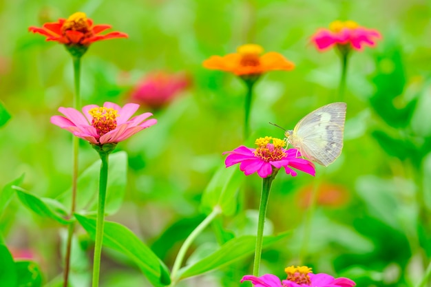 庭の花に美しい蝶。