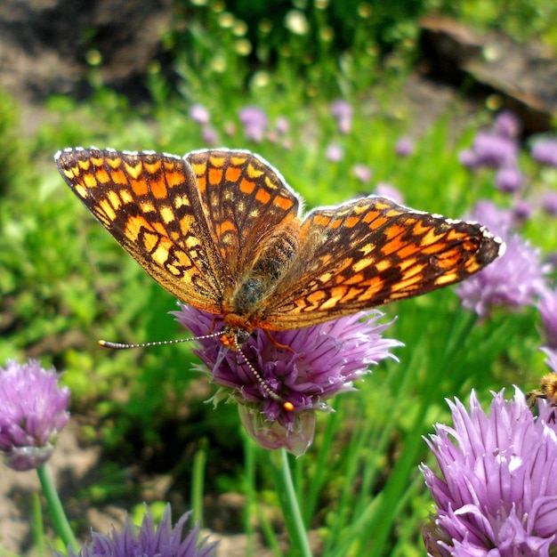 Beautiful butterfly on flowers macro