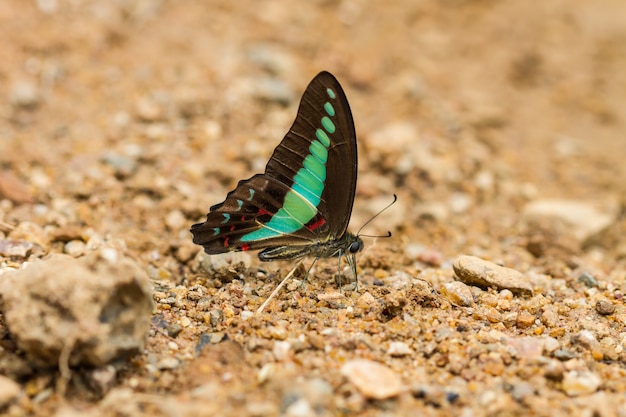 Beautiful Butterfly in forest