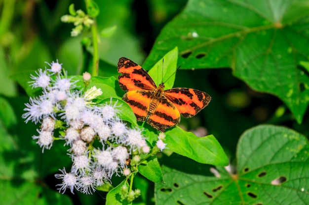 Beautiful Butterfly in forest