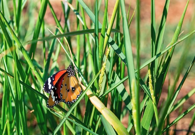 Beautiful butterfly on grass background close-up