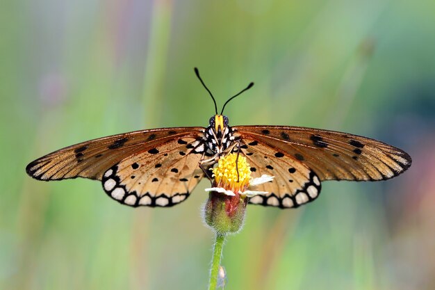 Beautiful butterfly on green leaves butterfly side view on green leaves