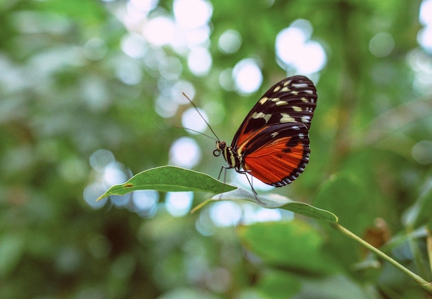 beautiful butterfly on the green leaves of the plants in the garden