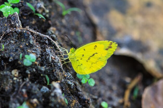 Beautiful Butterfly on ground