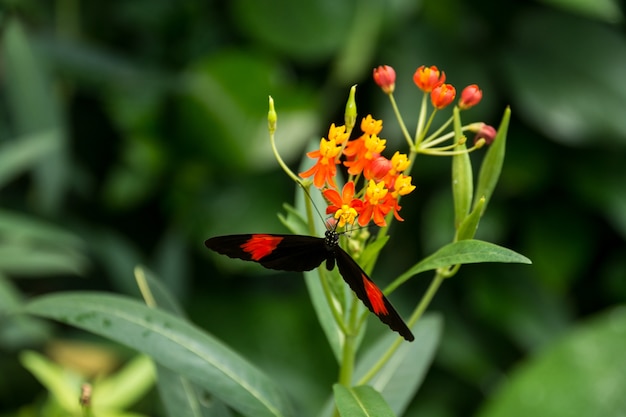 Bella farfalla, insetto su sfondo verde natura, fotografato a schmetterlinghaus,