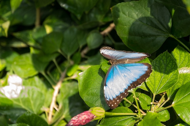 Beautiful butterfly, insect on green nature background, photographed at Schmetterlinghaus,