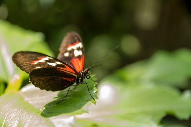 Beautiful butterfly, insect on green nature background, photographed at Schmetterlinghaus,