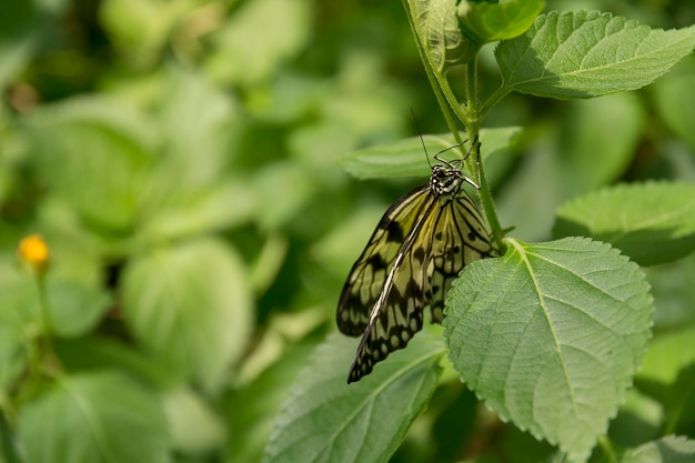 Beautiful butterfly, insect on green nature background, photographed at Schmetterlinghaus,