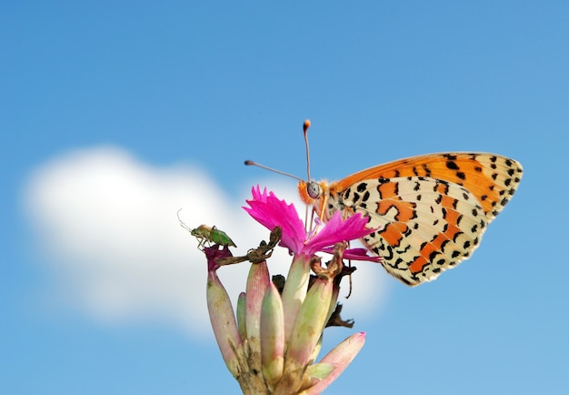 Beautiful butterfly on a meadow