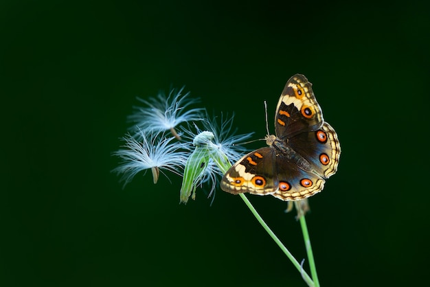 beautiful Butterfly on nature background