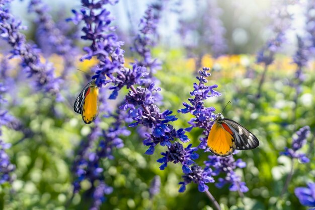 写真 晴れた背景の青いサルビアの花に美しい蝶