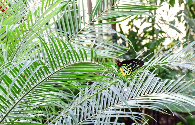 写真 緑の<unk>の葉の上にある美しい蝶
