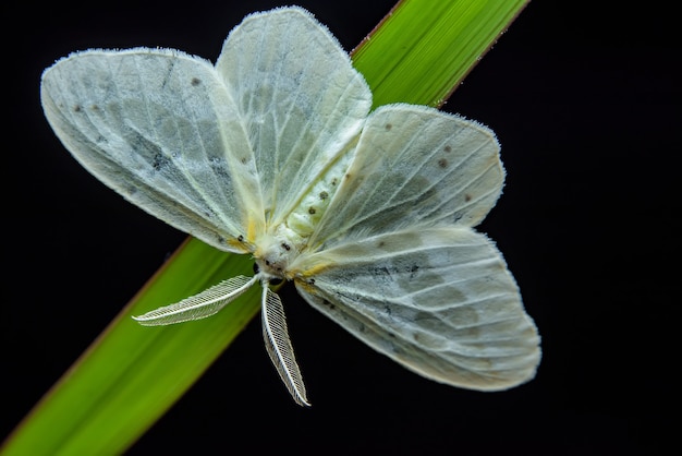 写真 緑の葉の上の美しい蝶