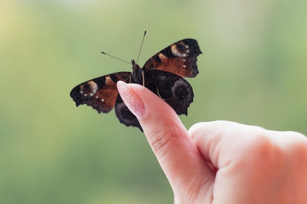 Photo beautiful butterfly peacock butterfly