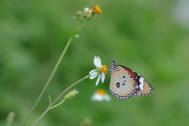 Foto bella farfalla appollaiata sul fiore.