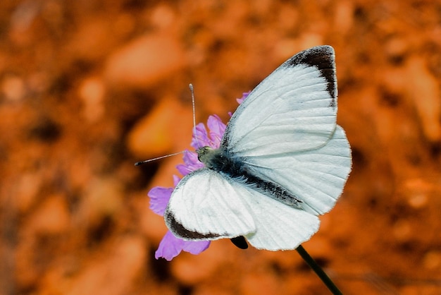 写真 花にとまる美しい蝶
