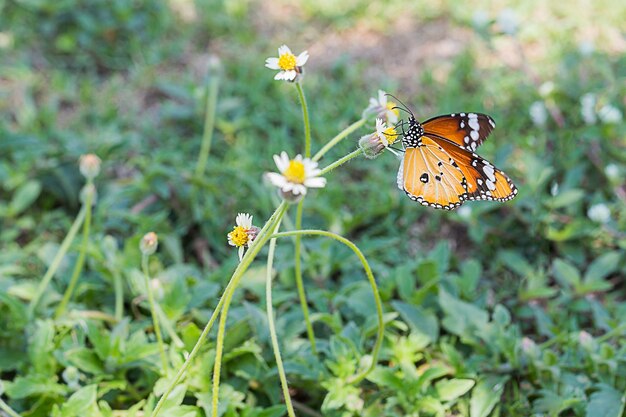 Beautiful butterfly perching on yellow flower with green bokeh background