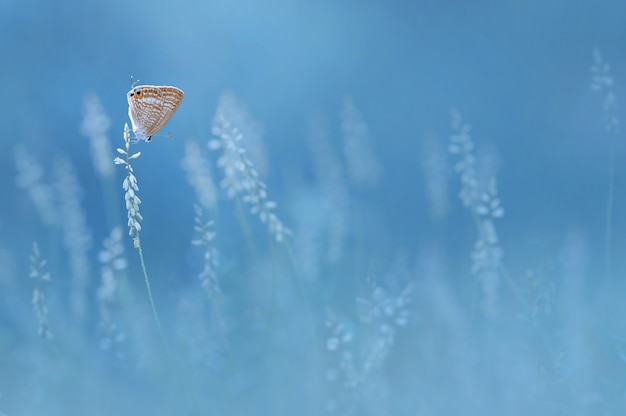 Foto bella farfalla sulle piante