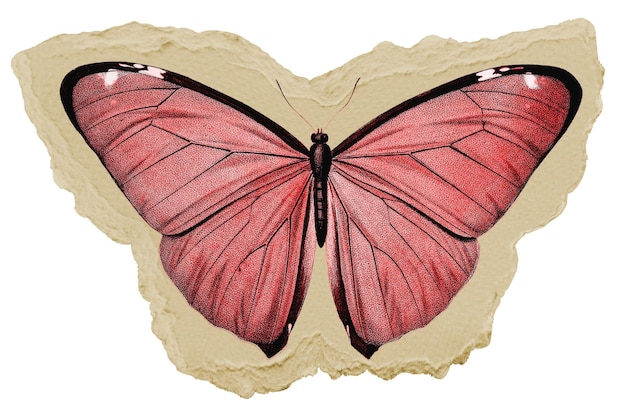 beautiful butterfly png sticker ripped paper transparent background
