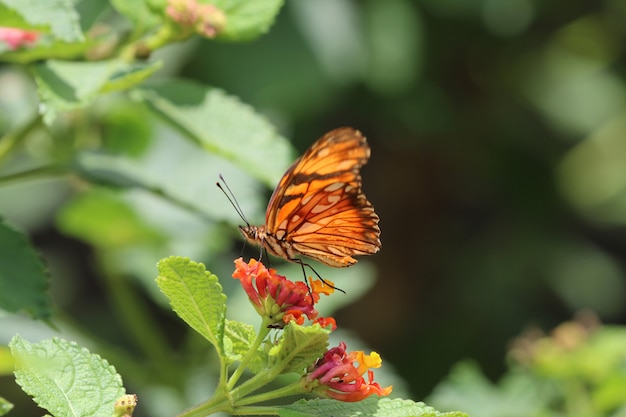 Beautiful butterfly on red flower