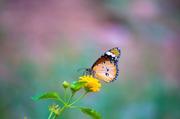 A beautiful butterfly resting on the flower plants during spring season 
 