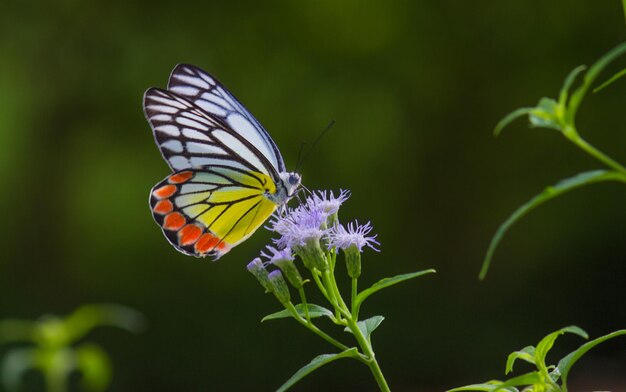 A beautiful butterfly resting on the flower plants during spring season