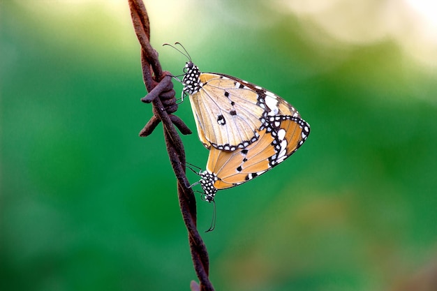 A beautiful butterfly resting on the flower plants during spring season