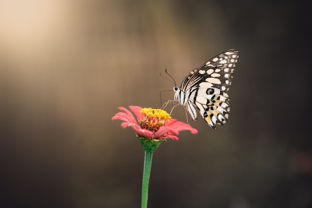 Beautiful butterfly rests on a pink flower