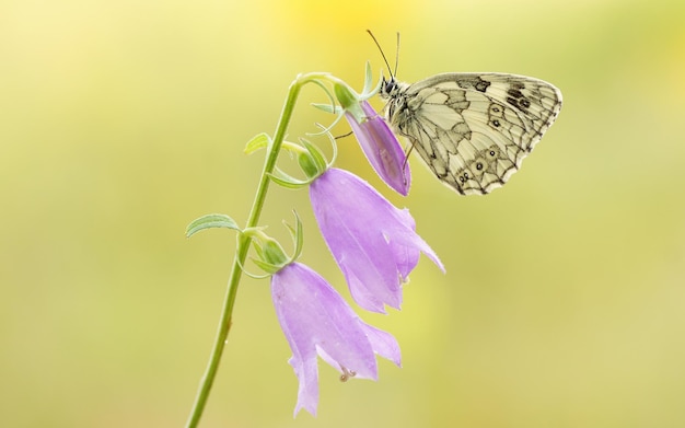 A beautiful butterfly sits on a pink flower.