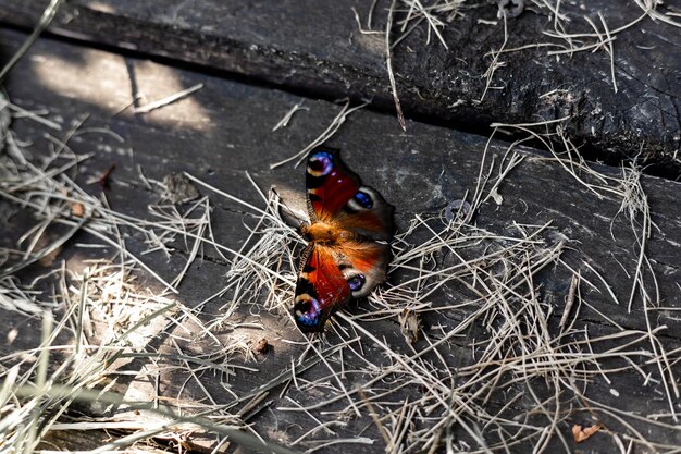 Красивая бабочка сидит на деревянном полу на солнце Красивый фон