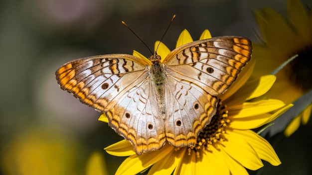A beautiful butterfly sits on a yellow flower