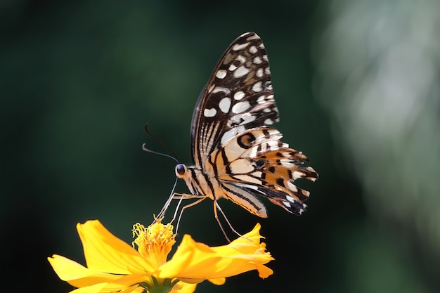 Beautiful butterfly suck the honey essence on the yellow flowers