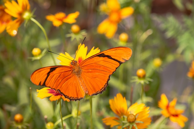 A beautiful butterfly sucking up nectar from yellow flowers in the morning.