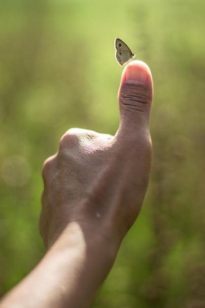 beautiful butterfly in the thumb at spring time