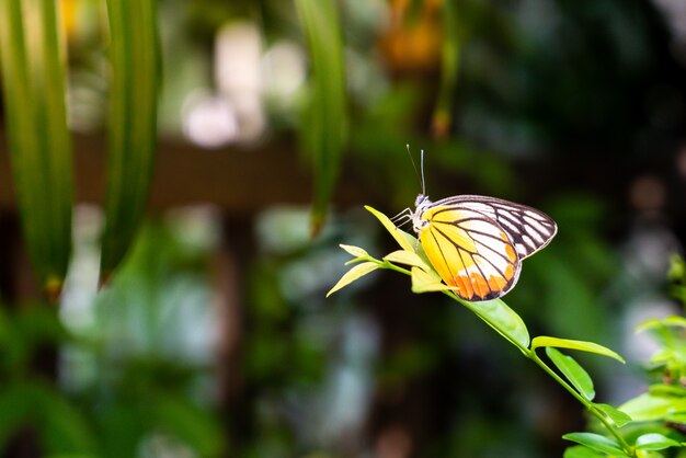 beautiful butterfly on tree