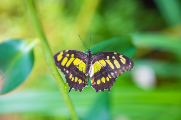 Beautiful butterfly in tropical forest of botanic garden in prague europe