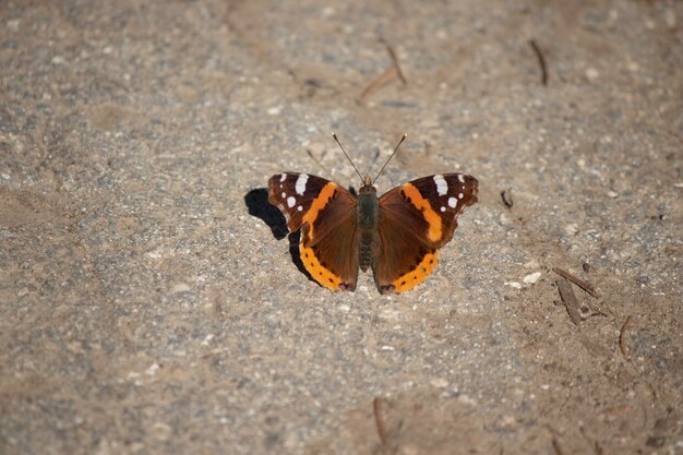 beautiful butterfly up close orange butterfly on the ground on a sunny day