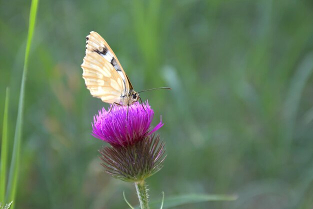 A beautiful butterfly warms its wings in the rays of the sun Variegated galatea a species of butterfly from the family of Marigold on the flower of milk thistlebokeh