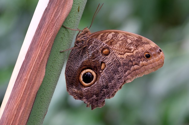 Beautiful butterfly with spread wings sits on a green leaf in summer closeup macro photography