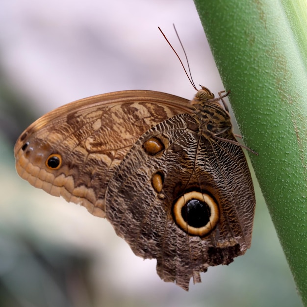 Beautiful butterfly with spread wings sits on a green leaf in summer closeup macro photography