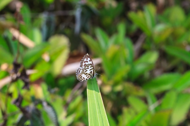 Beautiful Butterfly