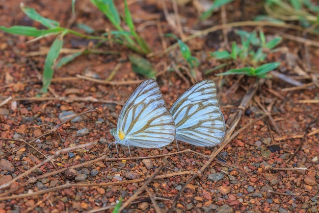 Beautiful Butterfly